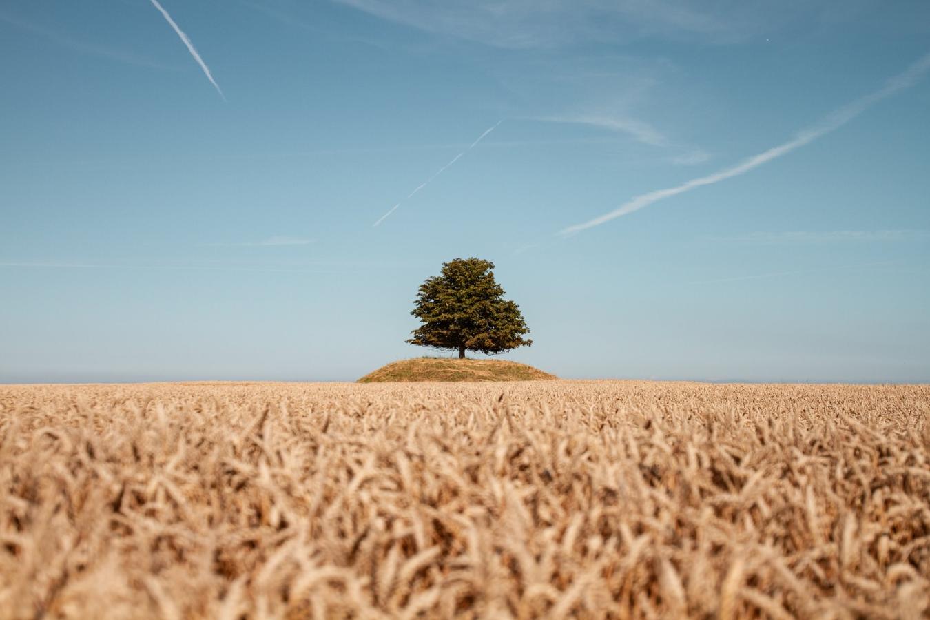 Foto af et frodigt træ på en eng