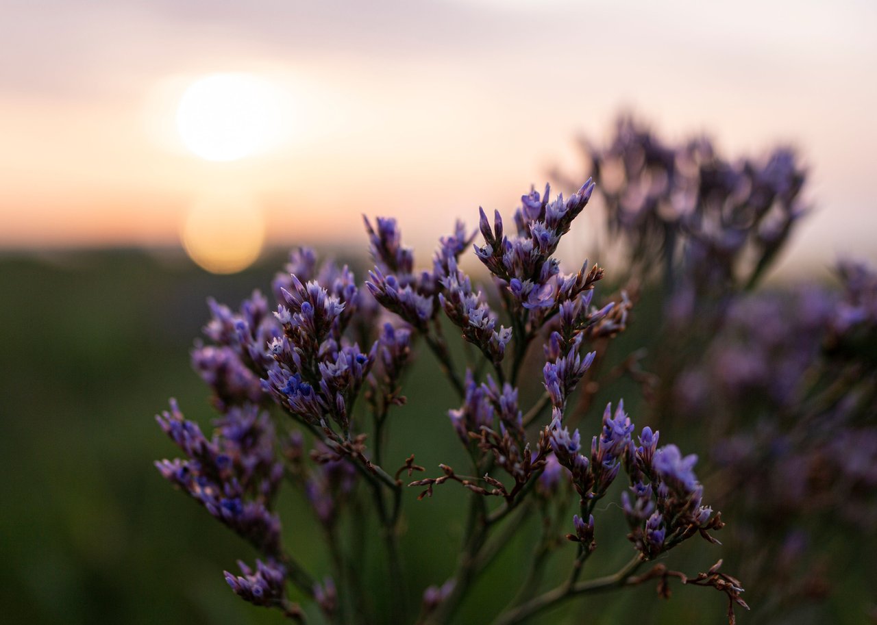Lavendel i solnedgang