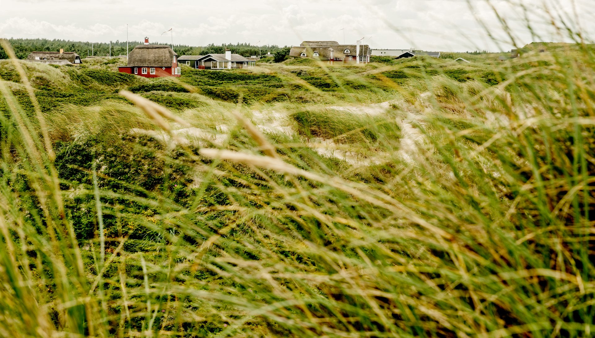 Foto af sommerhuse i naturen i Løkken