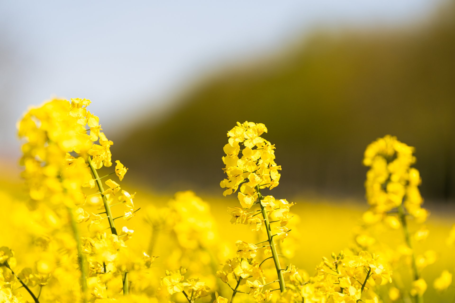 Nærbillede af blomstermark med gule blomster