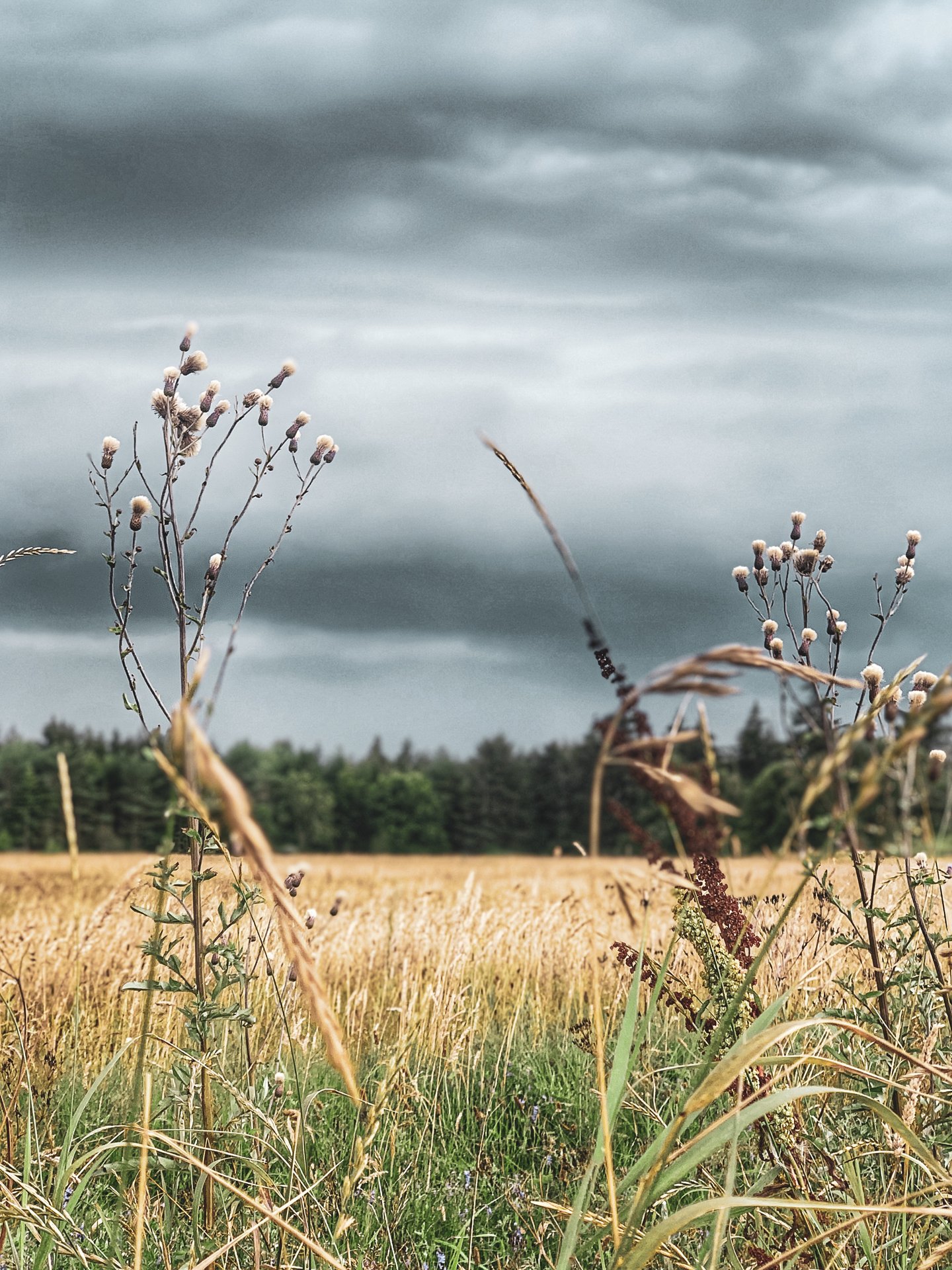 naturfoto af mark i Tornby Klitplantage