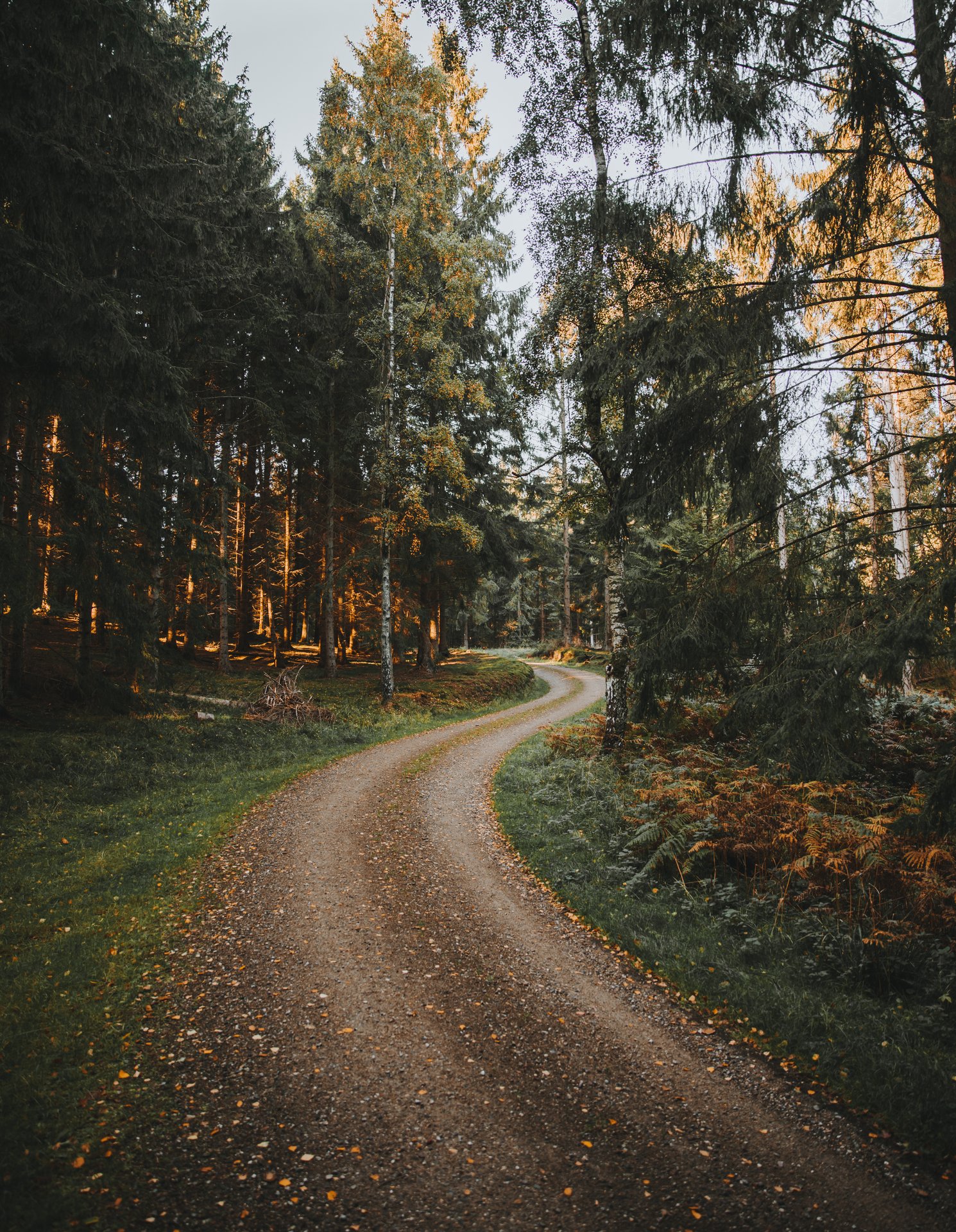 Naturfoto af sti gennem skoven i Nøddebø