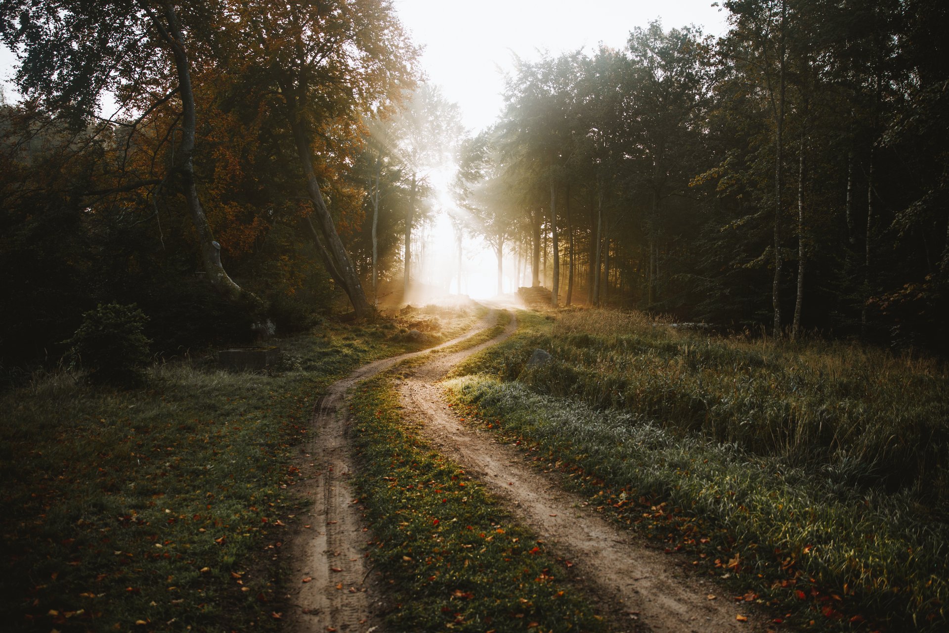 Foto af sti i Nøddebo skov med lysning i horisonten