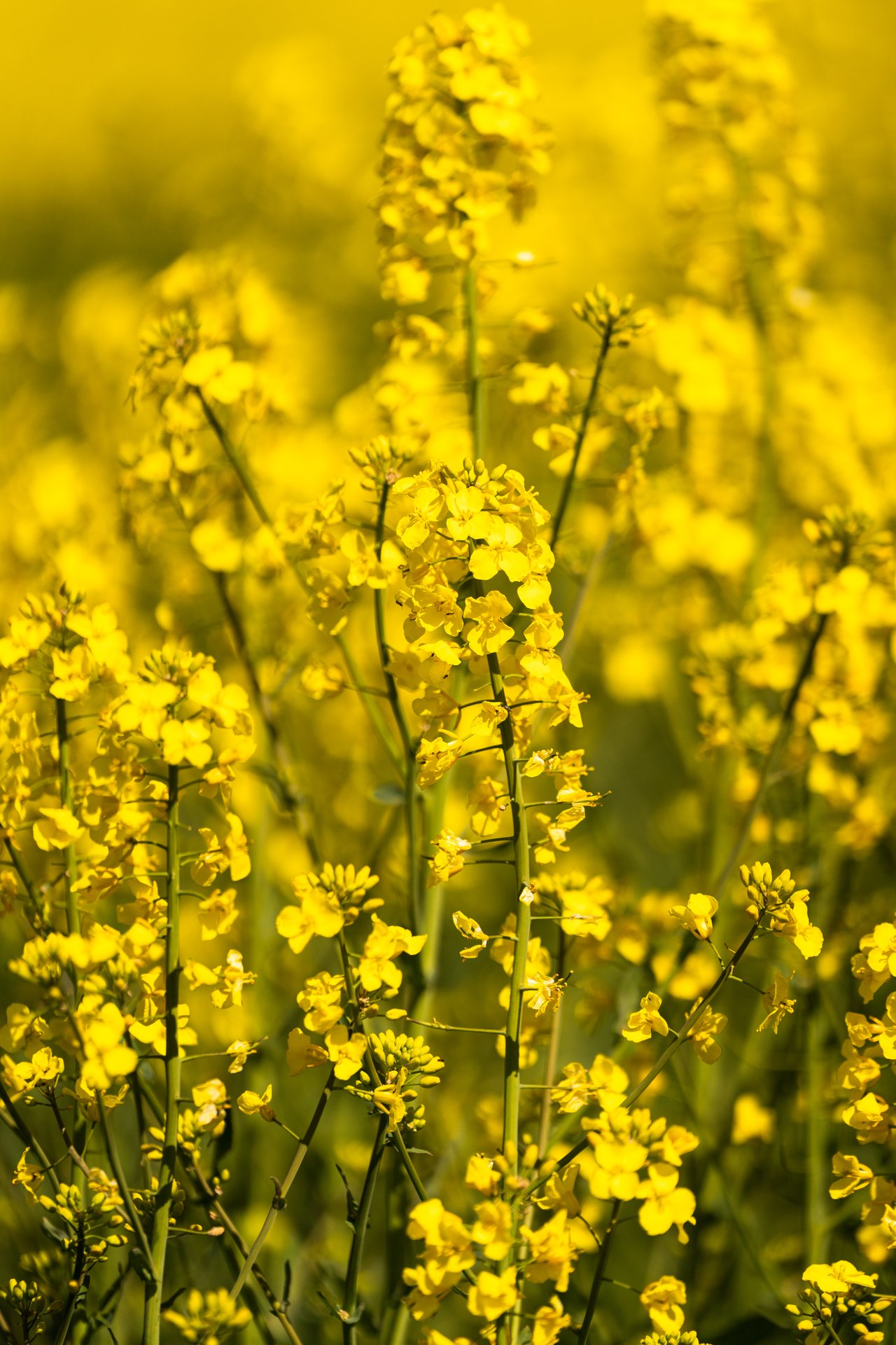 Gule blomster