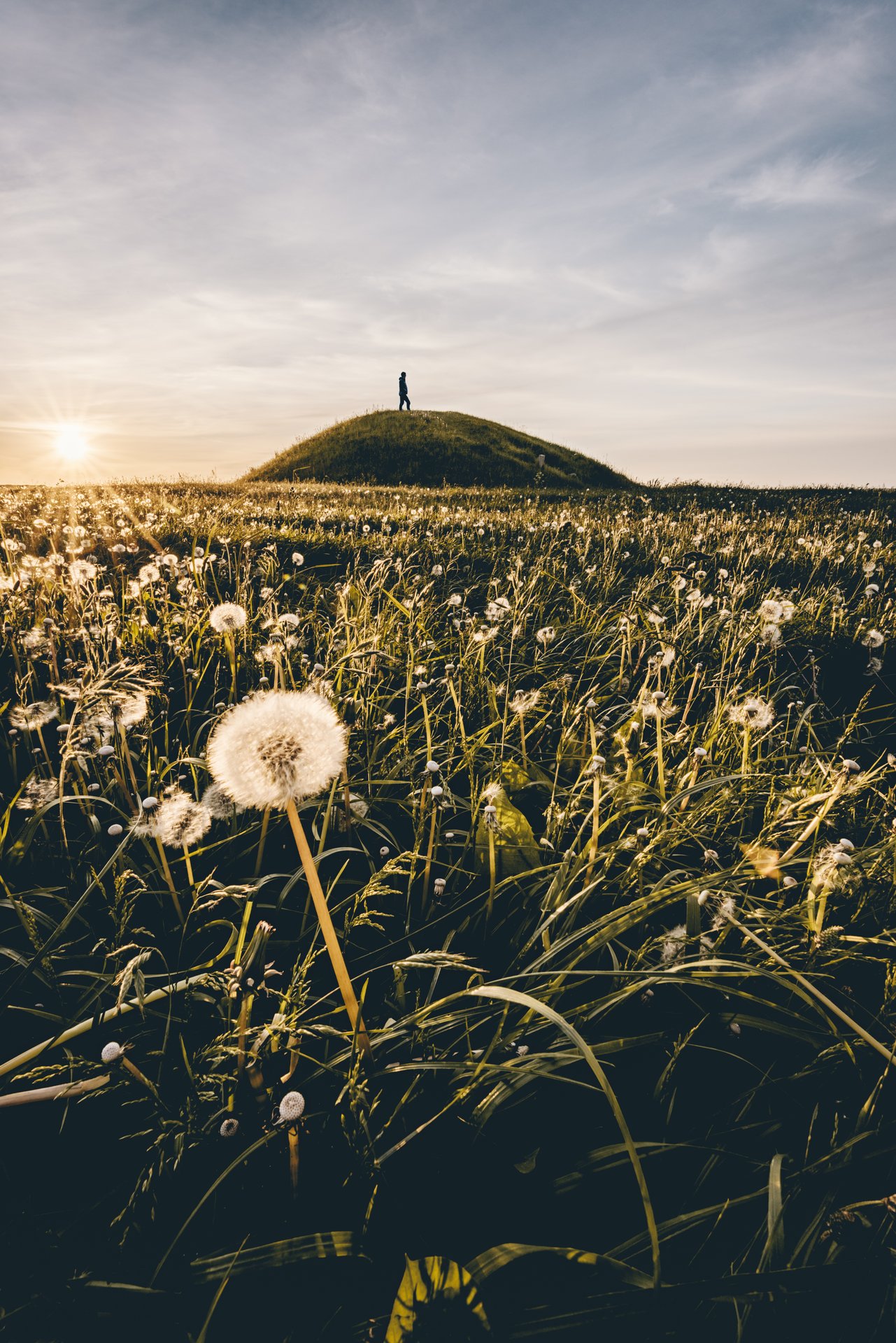 Flower on a green field