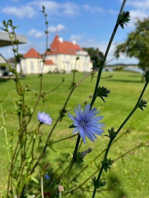 Blomster Gl. Avernæs