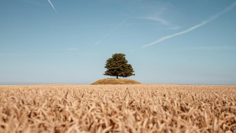 Foto af et frodigt træ på en eng