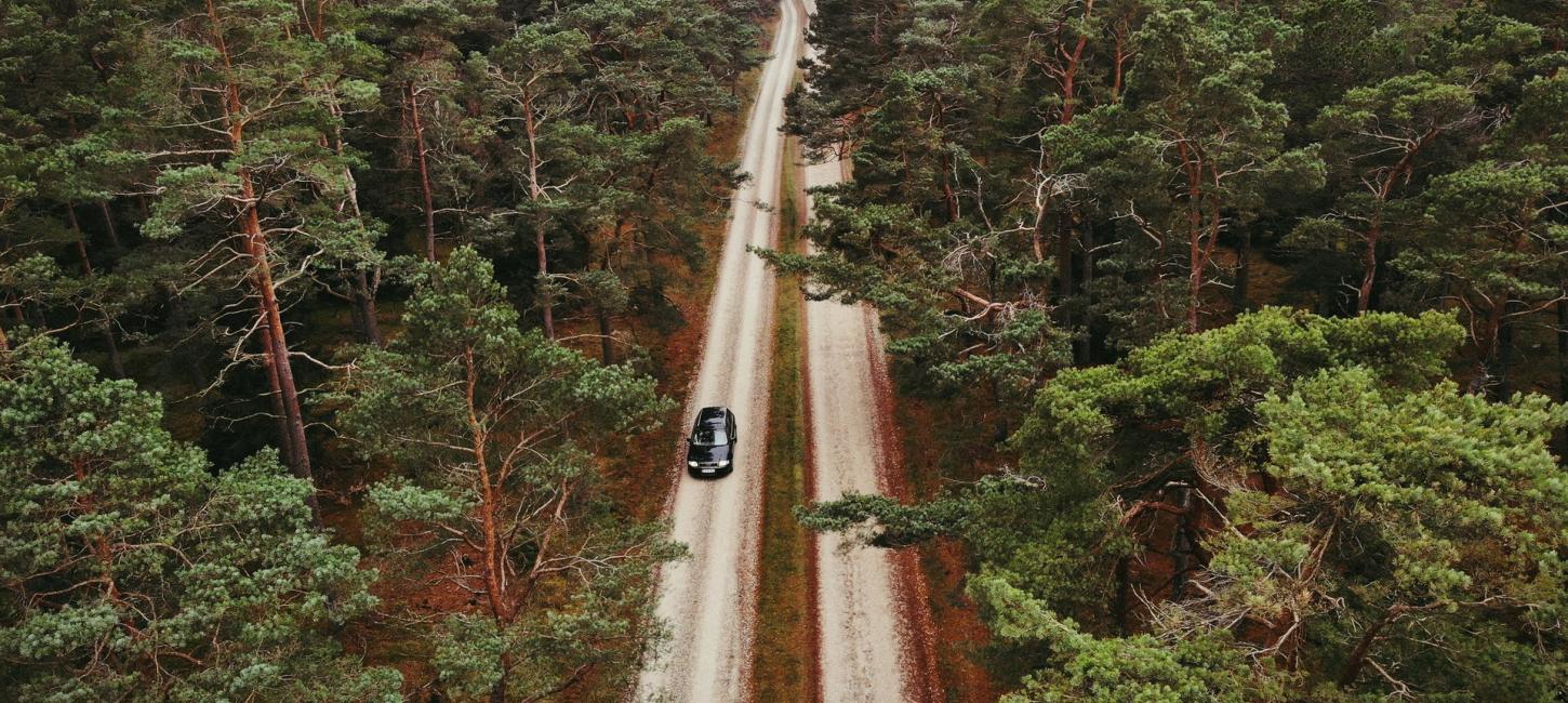 En bil kører gennem et stort skovområde