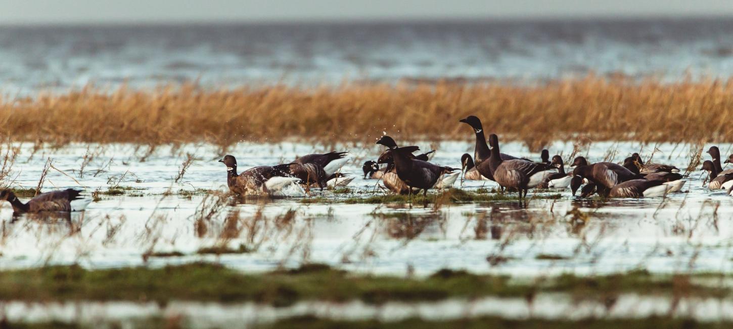 Gæs bader i vadehavet