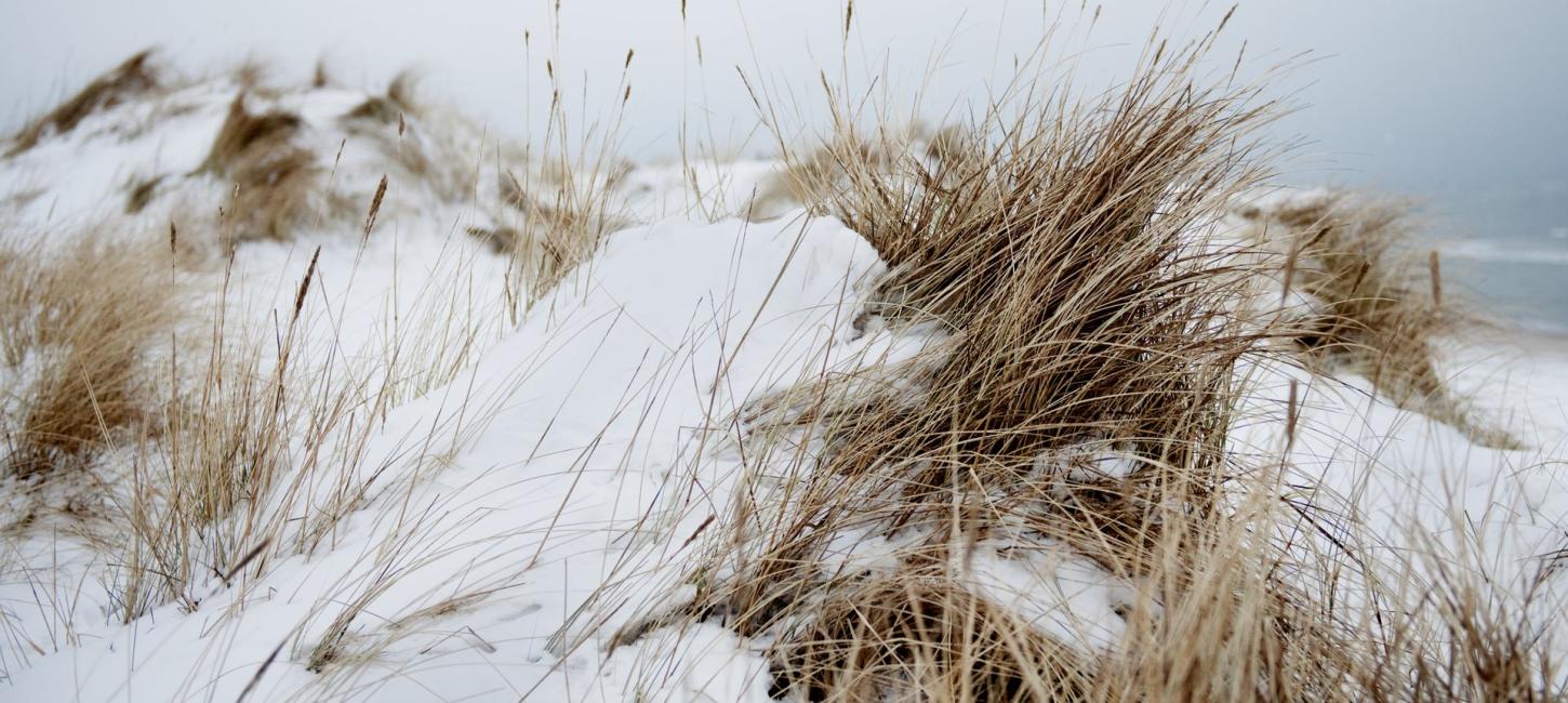 Foto af strand i thy tæt på