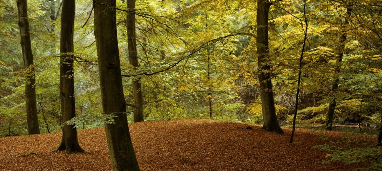 Foto af skoven i efteråret