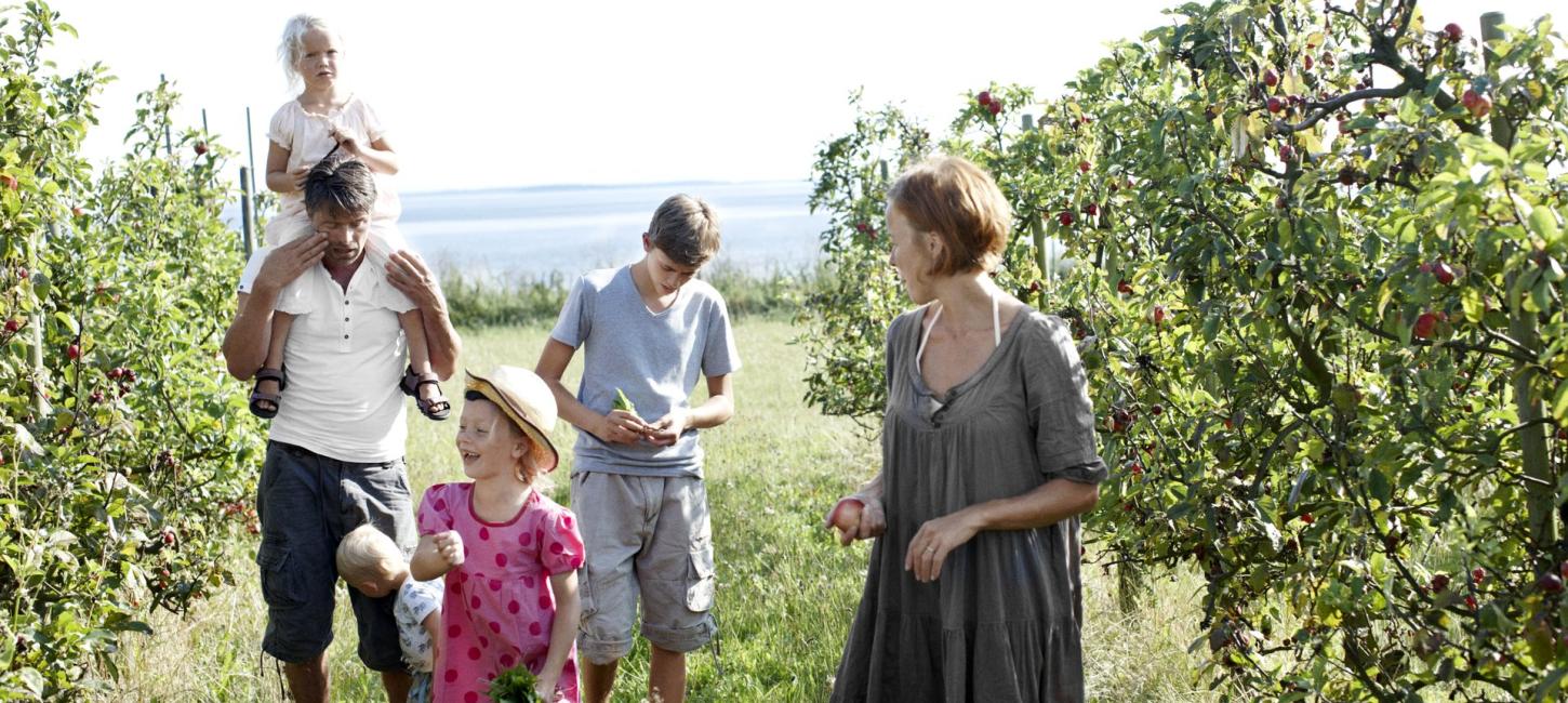 En familie plukker æbler i en æbleplatage på Fejø