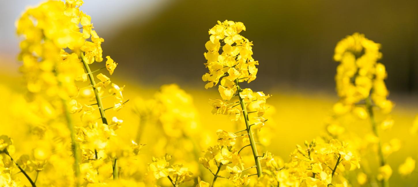 Nærbillede af blomstermark med gule blomster