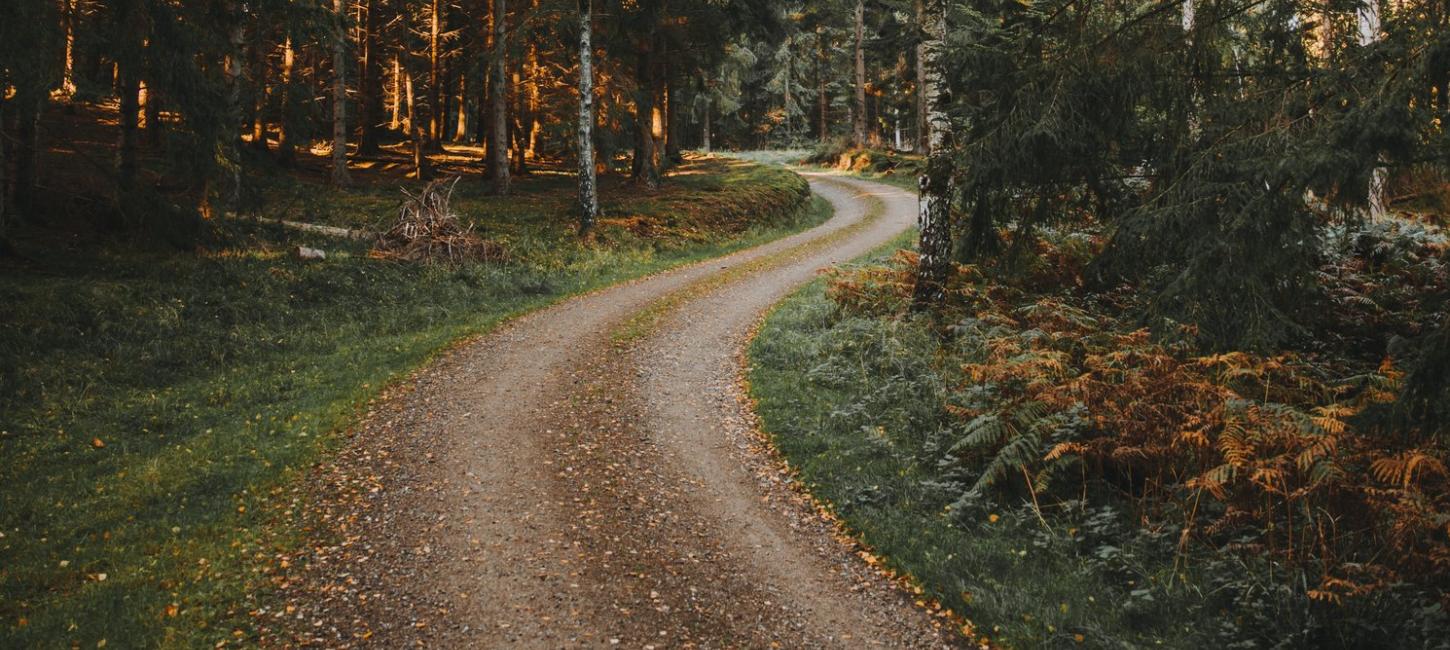 Naturfoto af sti gennem skoven i Nøddebø