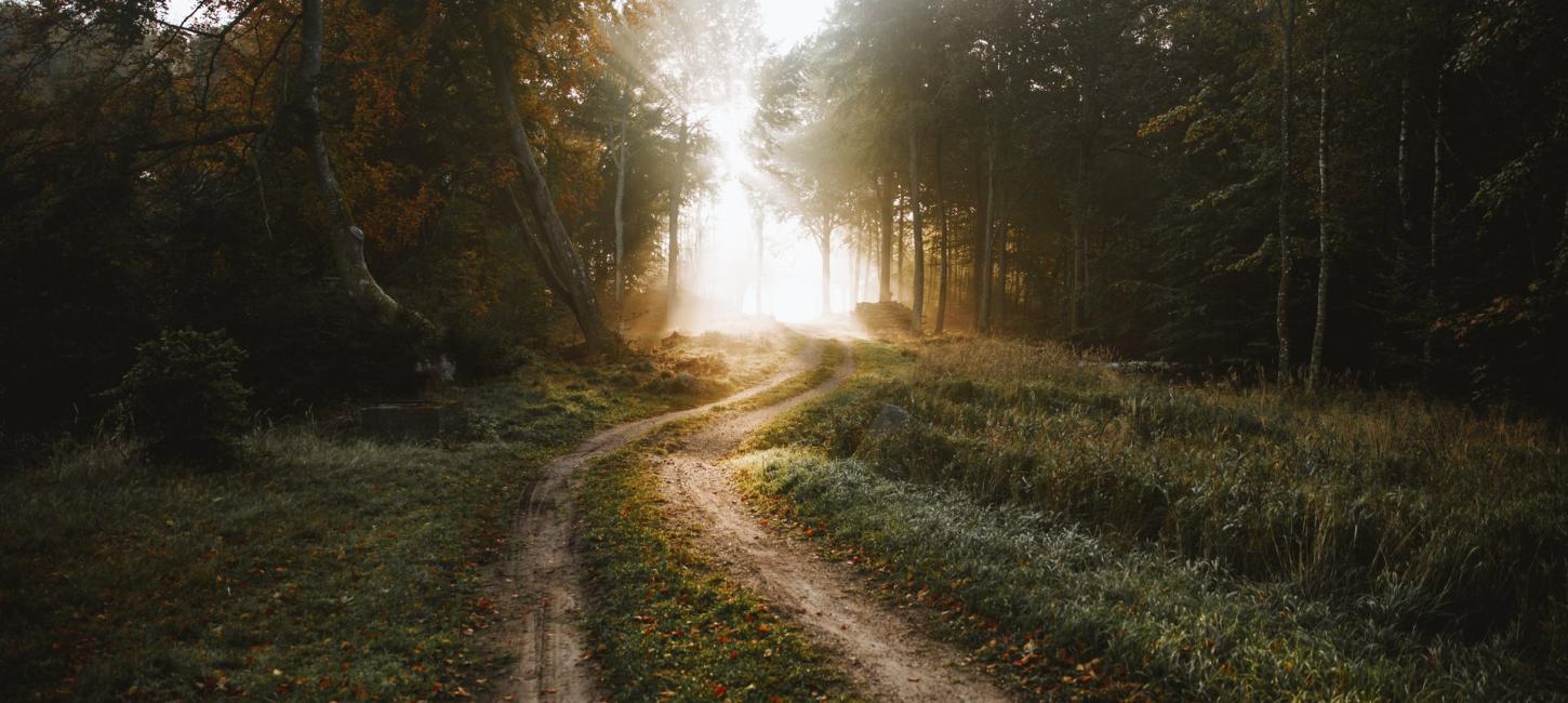 Foto af sti i Nøddebo skov med lysning i horisonten