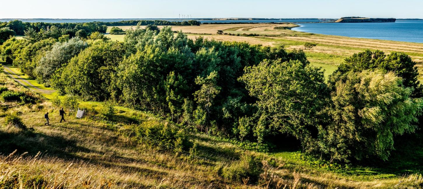 Naturfoto af Mors