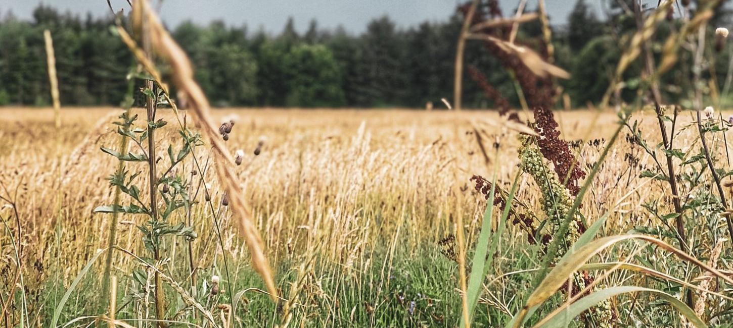 Naturfoto af en mark i Tornby Klitplantage