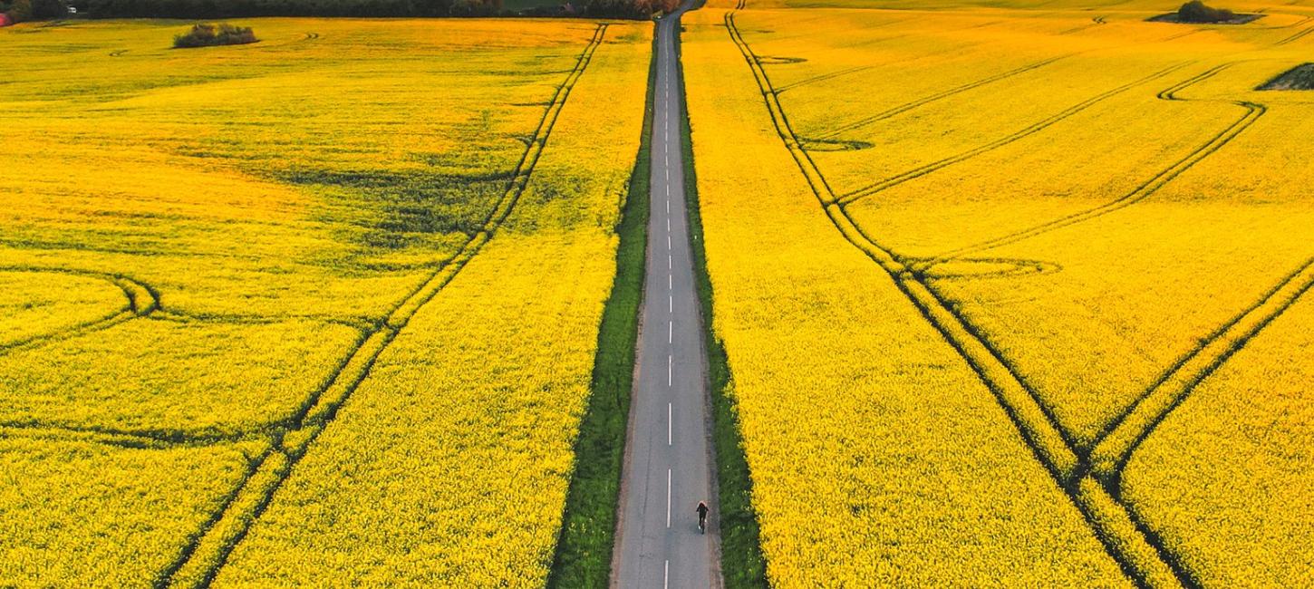 Luftfoto af en sti omgivet af gule marker