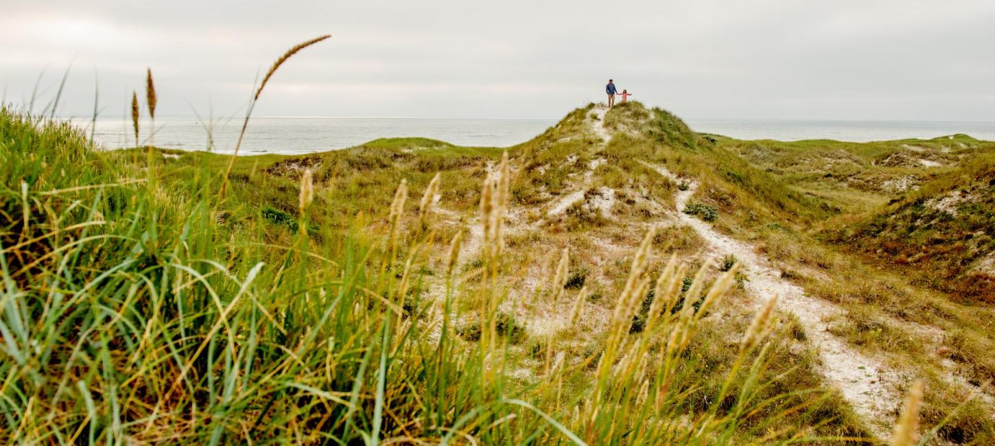Foto af den smukke natur ved Henne Strand