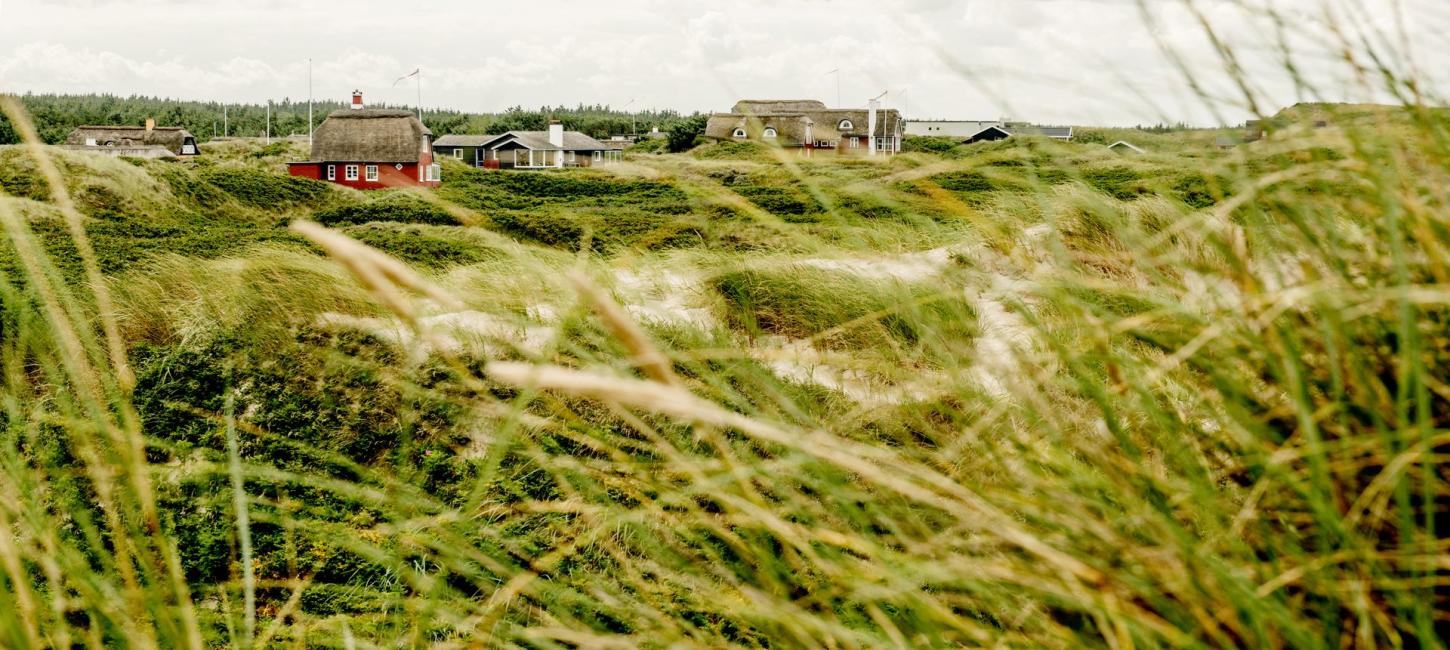 Foto af frodig eng med sommerhuse i baggrunden