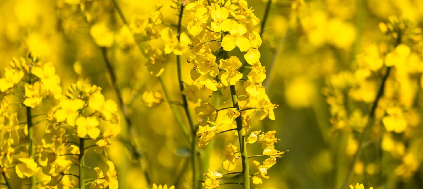 Foto af gul blomstermark 