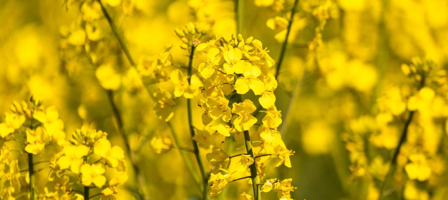 Gule blomster