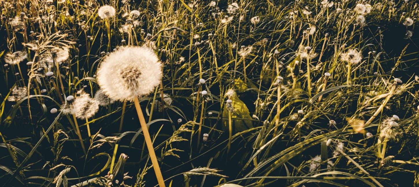 Flower on a green field