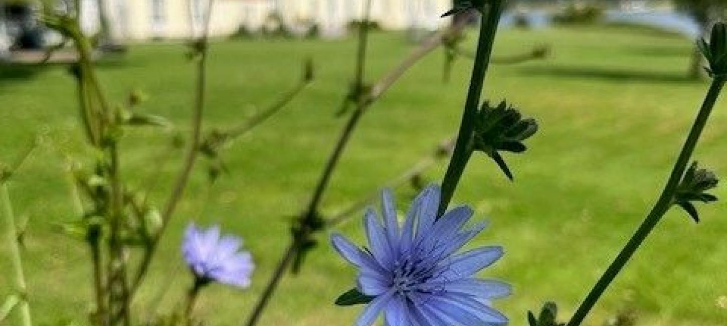 Blomster Gl. Avernæs
